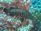 Panama Graysby - Seabass - Cabrilla Y Mero<br>(<i>Cephalopholis panamensis</i>)