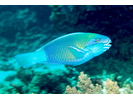 Bullethead (Pacific) Parrotfish - Parrotfish<br>(<i>Chlorurus spilurus</i>)