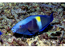 Yellowbar Parrotfish - Parrotfish<br>(<i>Scarus schlegeli</i>)
