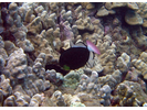 Pinktail Triggerfish (aka Pinktail Durgon) - Triggerfish<br>(<i>Melichthys vidua</i>)