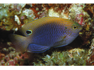 Princess Damsel - Damselfish<br>(<i>Pomacentrus vaiuli</i>)