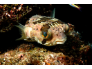 Balloonfish - Porcupinefish (<i>Diodon holocanthus</i>)