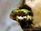 invalid spp - Blenny - Pike, tube, and flag<br>(<i></i>)