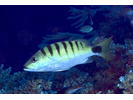 Black-banded Snapper - Snapper<br>(<i>Lutjanus semicinctus</i>)