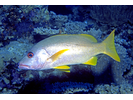 Onespot Snapper - Snapper<br>(<i>Lutjanus monostigma</i>)