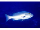 Red Snapper - Snapper<br>(<i>Lutjanus bohar</i>)