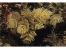 Spiral Tufted Bryozoan - Bryozoans<br>(<i>Bugula turrita</i>)