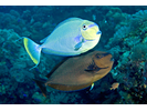Bignose Unicornfish - Surgeonfish<br>(<i>Naso vlamingii</i>)