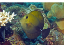 Brushtail Tang - Surgeonfish<br>(<i>Zebrasoma scopas</i>)