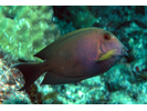 Lined Bristletooth - Surgeonfish<br>(<i>Ctenochaetus striatus</i>)