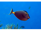 Orangespine Unicornfish - Surgeonfish<br>(<i>Naso lituratus</i>)