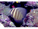 Pacific Sailfin Tang - Surgeonfish<br>(<i>Zebrasoma velifer</i>)