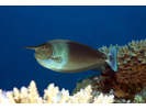 Bluespine Unicornfish - Surgeonfish<br>(<i>Naso unicornis</i>)