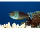 Paletail Unicornfish - Surgeonfish<br>(<i>Naso brevirostris</i>)