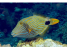 Orange-lined Triggerfish - Triggerfish<br>(<i>Balistapus undulatus</i>)