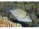 Scythe Triggerfish - Triggerfish<br>(<i>Sufflamen bursa</i>)