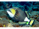 Titan Triggerfish - Triggerfish<br>(<i>Balistoides viridescens</i>)