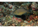 Orangeside Triggerfish - Triggerfish<br>(<i>Sufflamen verres</i>)