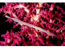 Trumpetfish - Trumpetfish<br>(<i>Aulostomus chinensis</i>)