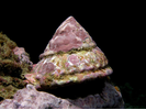Wavy Turban Snail - Mollusks<br>(<i>Lithopoma undosum</i>)
