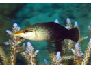 Bird (Pacific) Wrasse - Wrasse<br>(<i>Gomphosus varius</i>)