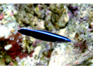 Bluestreak Cleaner Wrasse - Wrasse<br>(<i>Labroides dimidiatus</i>)