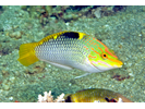 Checkerboard Wrasse - Wrasse<br>(<i>Halichoeres hortulanus</i>)