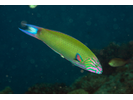 Crescent Wrasse - Wrasse<br>(<i>Thalassoma lunare</i>)