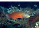 Cheek-lined (pka Linedcheeked) Wrasse - Wrasse<br>(<i>Oxycheilinus digrammus</i>)