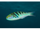 Sixbar Wrasse - Wrasse<br>(<i>Thalassoma hardwicke</i>)