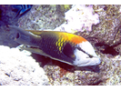 Slingjaw Wrasse - Wrasse<br>(<i>Epibulus insidiator</i>)