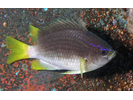 Yellowtail Reeffish - Damselfish (<i>Chromis enchrysura</i>)