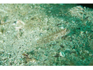 Redlight Goby - Goby - Gobio<br>(<i>Coryphopterus urospilus</i>)