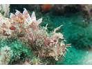 Stone Scorpionfish - Scorpionfish - Escorpiones<br>(<i>Scorpaena mystes</i>)