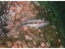 Redside Blenny - Blenny (<i>Malacoctenus hubbsi</i>)