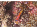 Bluebanded Goby (L. dalli) - Goby - Gobio (<i>Lythrypnus dalli</i>)