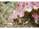 Redhead Goby - Goby - Gobio<br>(<i>Tigrigobius puncticulatus</i>)