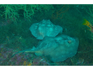 Round Stingray - Round Stingrays<br>(<i>Urobatis halleri</i>)