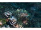 Browncheek Blenny - Blenny - Pike / Tube / Flag<br>(<i>Acanthemblemaria crockeri</i>)