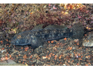 Black Goby - Goby<br>(<i>Gobius niger</i>)