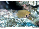 Pacific (Agile) Chromis - Damselfish<br>(<i>Pycnochromis pacifica</i>)