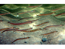 American Sand Lance - Sand Lance<br>(<i>Ammodytes americanus</i>)