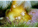 Anemone Sea Spider - Arthropods<br>(<i>Pycnogonum littorale</i>)