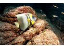 Cortez Angelfish - Angelfish - Ángel (<i>Pomacanthus zonipectus</i>)