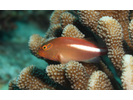 Arc-Eye Hawkfish - Hawkfish <br>(<i>Paracirrhites arcatus</i>)
