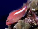 Arc-Eye Hawkfish - Hawkfish <br>(<i>Paracirrhites arcatus</i>)