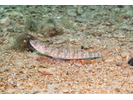 Atlantic Lizardfish - Lizardfish<br>(<i>Synodus saurus</i>)