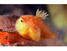 Atlantic Spiny Lumpsucker - Lumpfish & Snailfish<br>(<i>Eumicrotremus spinosus</i>)