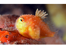 Atlantic Spiny Lumpsucker - Lumpfish & Snailfish (<i>Eumicrotremus spinosus</i>)