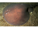 Atlantic Torpedo Ray - Electric Ray<br>(<i>Torpedo nobiliana</i>)